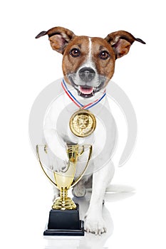 Winner dog