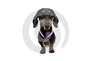 Winner dog pet with silver medal, isolated on white background