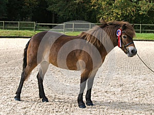 Winning Exmoor Pony