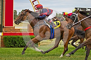 Winning racehorse and female jockey at Dubbo NSW Australia