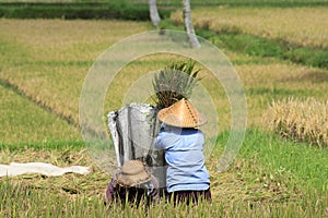 Winnowing Rice, Bali