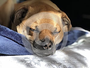 Winston the Puggle sleeping in the sun
