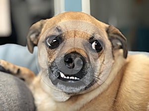 Winston the snaggletooth Puggle.