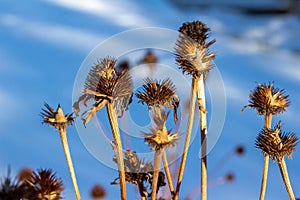 Winter abstract of dried and faded coneflower seed hulls and foliage