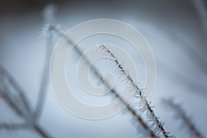 Winter abstract macro of rime on plants