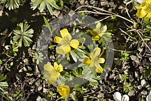 Winter aconite