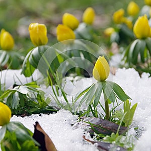 Winter aconite