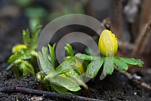 Winter aconite with dew drops