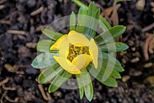 Winter aconite, Eranthis hiemalis