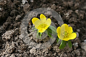 Winter aconite, Eranthis hyemalis