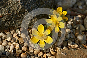 Winter aconite Eranthis hyemalis