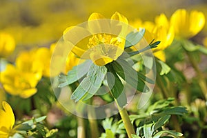 Winter aconite Eranthis hyemalis