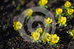 Winter aconite, Eranthis hyemalis