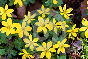 Winter aconite Eranthis hyemalis