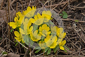 Winter Aconite - Eranthis hyemalis