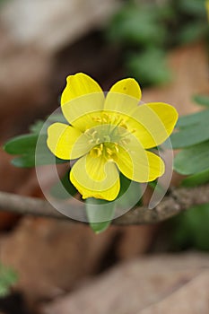 Winter aconite (Eranthis hyemalis) in bloom