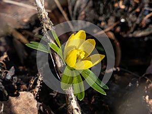 Winter aconite (Eranthis hyemalis) blooming with yellow flower. The earliest flower to appear in late winter and