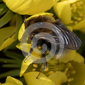 Winter aconite Eranthis hyemalis, with a bumblebee