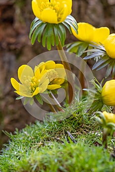 Winter aconite Eranthis hyemalis, deep yellow blooming