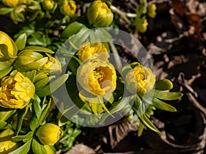 Winter aconite (Eranthis hyemalis) \'Flore Pleno\', a variation with fully double yellow flowers, emerging fr