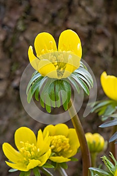 Winter aconite Eranthis hyemalis, flowering in front of a tree