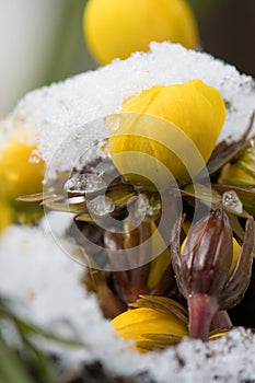Winter aconite Eranthis hyemalis, flowering plants in the snow