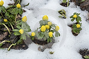 Winter aconite or Eranthis hyemalis  flowering in the snow