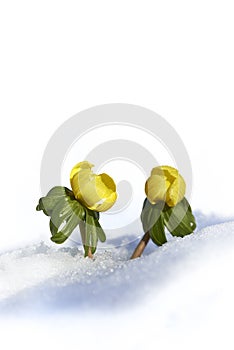 Winter aconite (Eranthis hyemalis) in snow