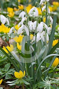 Winter aconite Eranthis hyemalis, with Snowdrops