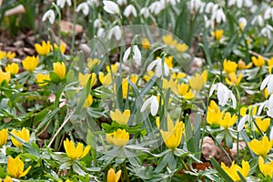 Winter aconite Eranthis hyemalis, between Snowdrops