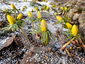 Winter aconite (Eranthis hyemalis) starting to bloom in spring in bright sunlight. One of the