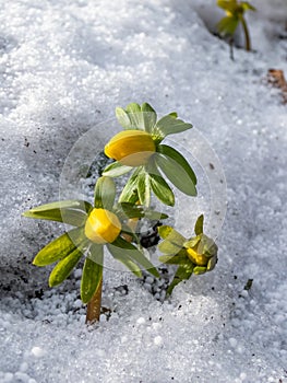 Winter aconite (Eranthis hyemalis) starting to bloom in spring in bright sunlight. One of the