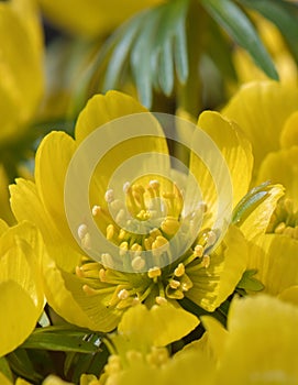 Winter aconite Eranthis hyemalis, yellow flower in close-up