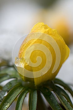 Winter aconite Eranthis hyemalis, yellow flower in the snow