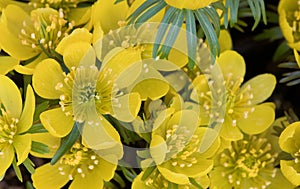 Winter aconite Eranthis hyemalis, yellow flowers in close-up