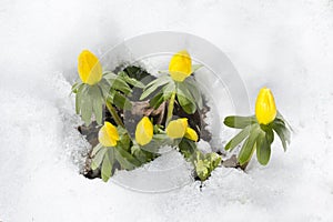 Winter aconite, flowers Eranthis hyemalis