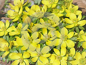 Winter Aconite in full bloom, earliest blooming yellow flowers photo