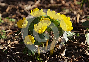 Winter aconite