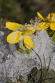 Winter aconites