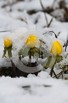 Winter aconites in snow