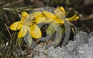 Winter aconites