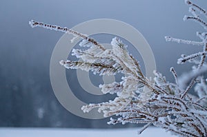Winter adventures. Snowy forest. Carpathians. Ukraine.