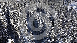 Winter aerial 4k drone view of snow covered evergreen forest