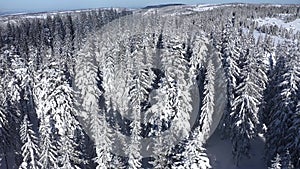 Winter aerial 4k drone view of snow covered evergreen forest