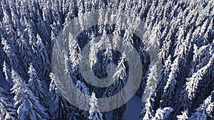 Winter aerial 4k drone view of snow covered evergreen forest