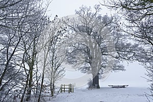 Winter afternoon, tewin, hertfordshire. snowy wood