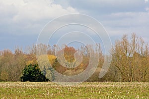 Winter agrarian field with colorful trees behind
