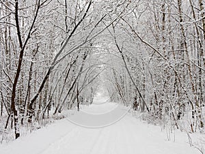 Winter alley