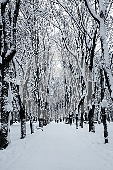 Winter alley in the city park