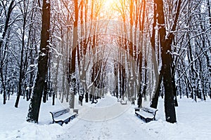 Winter alley in the city park. Snow-covered benches on the sides